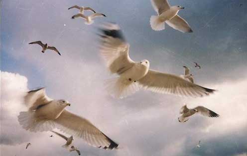 Seagulls, by Rich Mackney